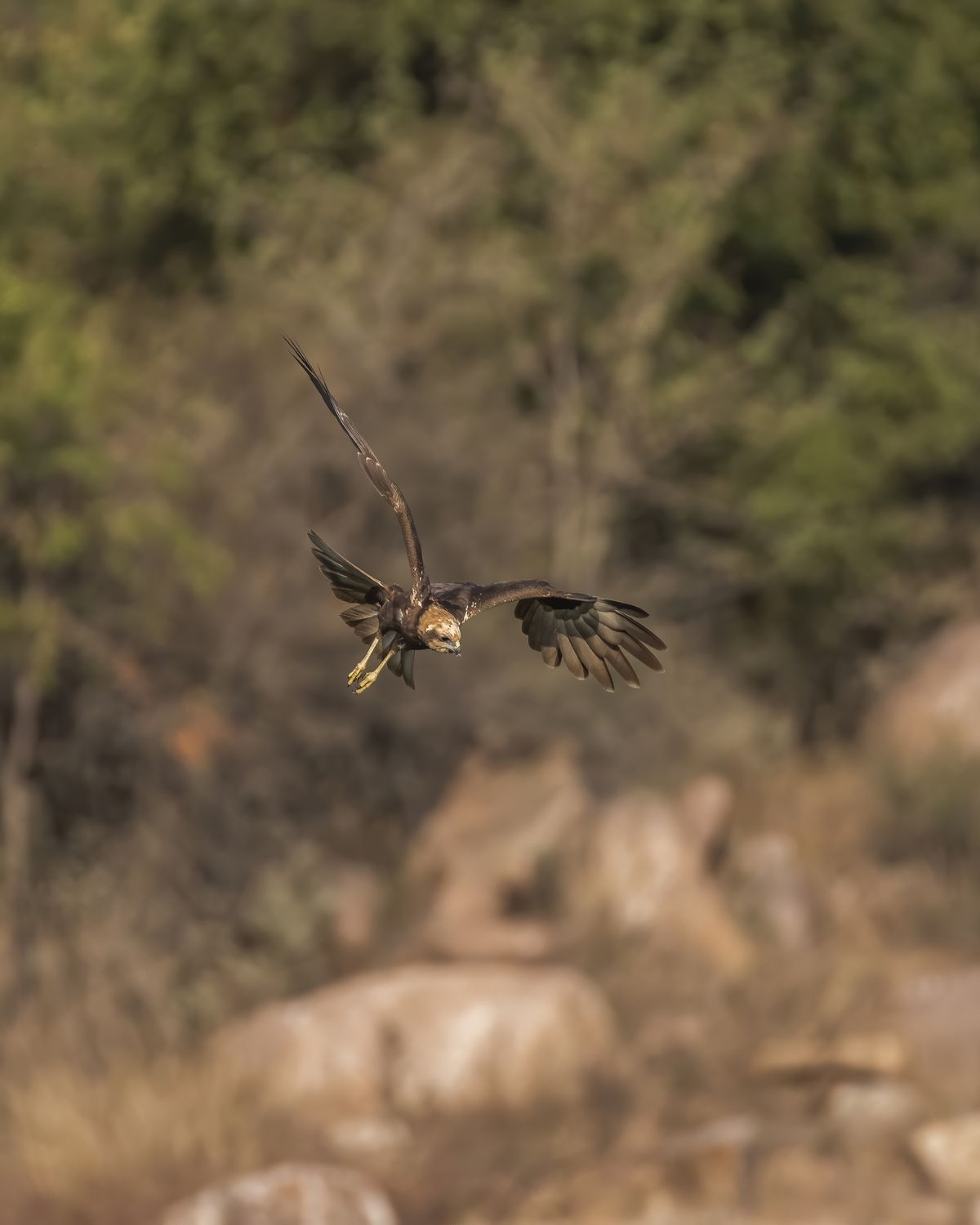 Marsh harrier (2)